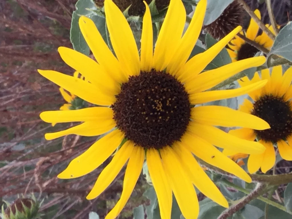 Sunflower Image
